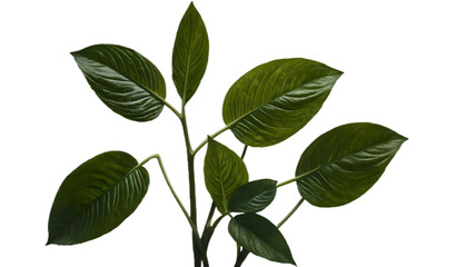 A collection of small rose leaf twigs with five leaves  against a flat background.