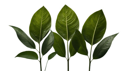 A collection of small rose leaf twigs with five leaves  against a flat background.