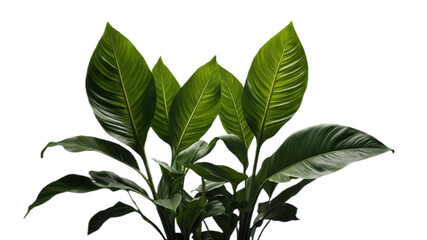 A collection of small rose leaf twigs with five leaves  against a flat background.