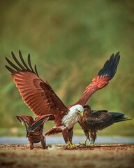 Birds 