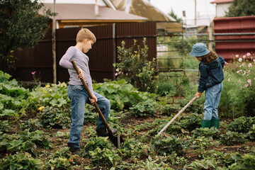 Cute girl and teenager boy working in a garden with rake and shovel. Countryside farm.