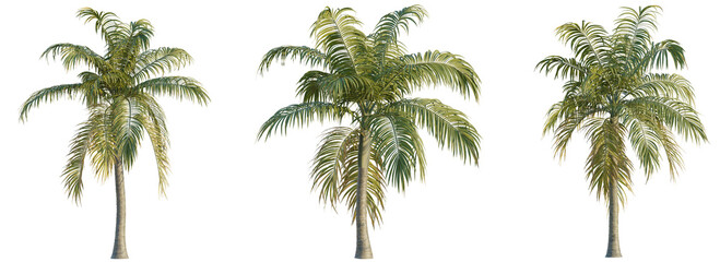 Dictyosperma album tree 4k png cutout transparent isolate 
