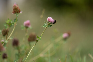 cow pasture grass clover growing on a farm in australia