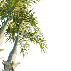 Fototapeta premium Hyophorbe verschaffeltii tree corner 4k png cutout transparent