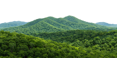 Green forest landscape isolated on transparent background. Png