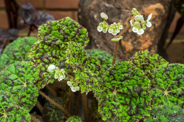 Begonia Cachuma plant in the garden.