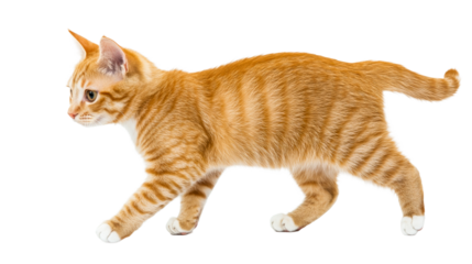 Orange tabby cat walking, cut out transparent