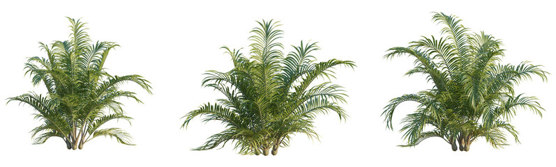 Chamaedorea cataractarum  tree 4k png cutout isolate 