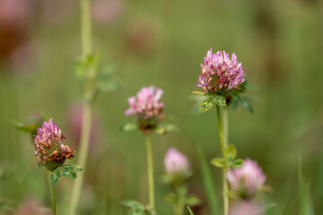 cow pasture grass clover growing on a farm in australia