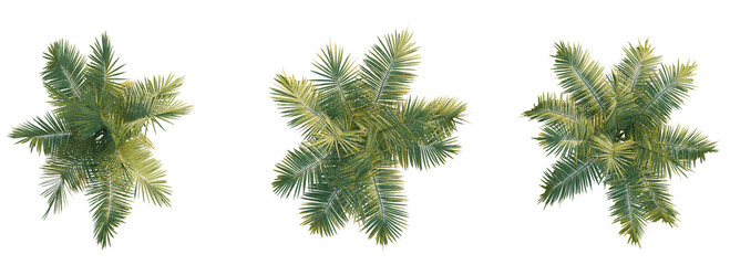 Naklejka premium Dictyosperma album tree top view 4k png cutout isolate transparent 