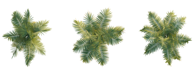 Dictyosperma album tree top view 4k png cutout isolate transparent 
