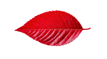 Autumn red leaf detailed veins, sawtooth edges, isolated, cut out transparent