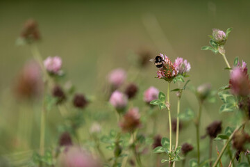cow pasture grass clover growing on a farm in australia