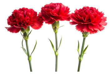 Obraz premium Vibrant Red Carnations A Trio of Elegance isolated on a transparent background