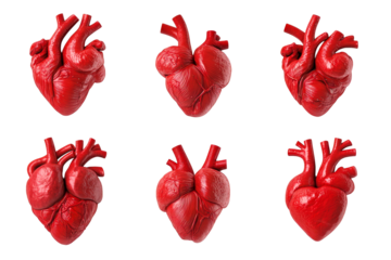 Collection of anatomical heart models, cardiology study, isolated, cut out transparent