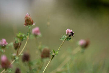 cow pasture grass clover growing on a farm in australia