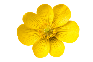 Vibrant yellow flower with delicate petals, floral bloom, isolated, cut out transparent
