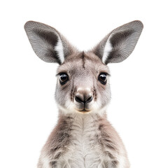 Fototapeta premium Kangaroo isolated on white background