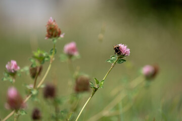 cow pasture grass clover growing on a farm in australia