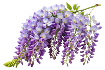 Wisteria flower on transparent background 