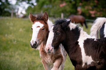 Obraz premium Tinker Fohlen