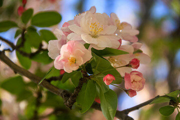 apple tree blossom