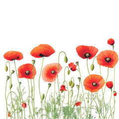 Poppies in Bloom: A vibrant display of red poppies blossoms against a clean backdrop, their delicate petals unfurling to reveal the beauty of nature's artistry.