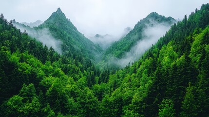 Fototapeta premium Misty Green Mountain Range Lush Forest Landscape in Fog