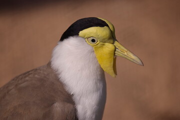 Maskenkiebitz - Portrait Vanellus miles