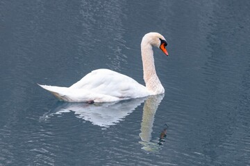 Mute swan and reflection
