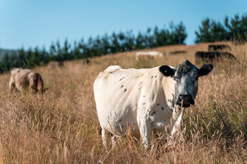 herd of cows eating grass on a farm in a field, restoring landscape and using sustainable farming