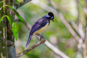 Plush-crested Jay (Cyanocorax chrysops) perched on a branch in Iguazu National Park.