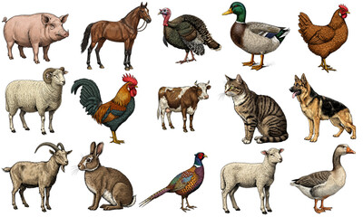 Farm animals collection - Illustration with white and transparent background