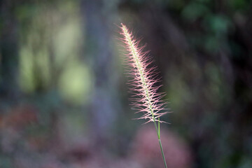 Beautiful Fountain Grass blur background