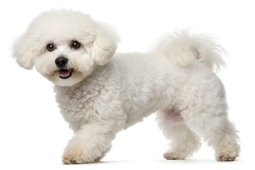 Adorable white poodle puppy sitting isolated, a fluffy domestic pet