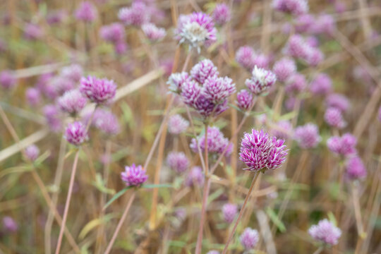 Bachelor's Buttons - purple pink wildflower in Northern Territory
