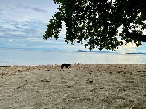 cdog on the beach