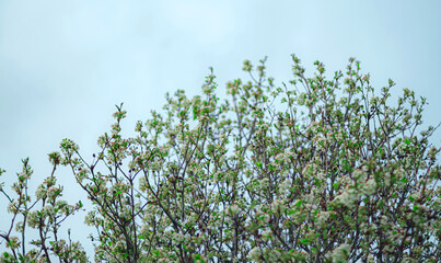 A close-up view of a tree with delicate white blossoms and fresh green leaves. The branches stretch upwards with symbolizing the arrival of spring.