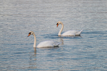 Two swans are swimming in the same direction in the sea bay