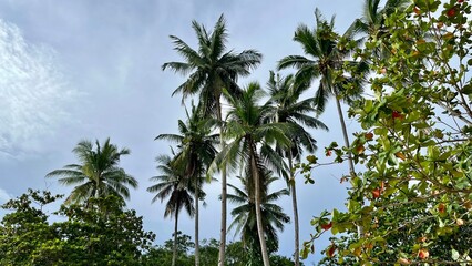 palm trees and blue sky