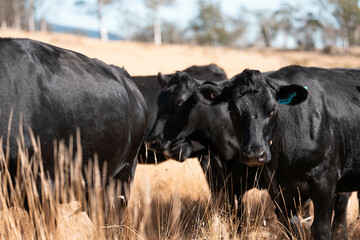 herd of cows eating grass on a farm in a field, restoring landscape and using sustainable farming