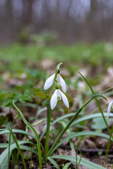 White snowdrops in the spring forest