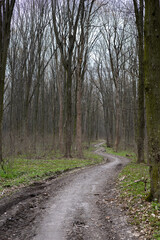 Dirt road in the spring forest