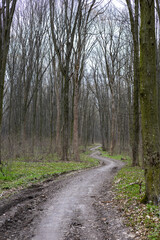 Dirt road in the spring forest