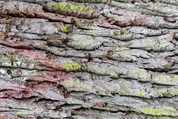 Tree bark on the trunk