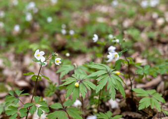 Small white flowers in the spring forest