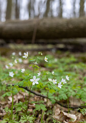 Small white flowers in the spring forest