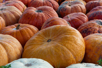 Many big orange pumpkins as background. Big orange pumpkins are on sale on the market in October
