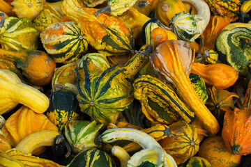 Colorful autumn pumpkins are on sale at the market. Many different little pumpkins are on sale in October