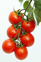 Close-up of cherry tomatoes on a vine.